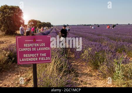 BRIHUEGA, SPANIEN - 10. JULI 2021: Warnschild „Respekt vor den Lavendelfeldern“ und Touristen, die Fotos und Selfies auf dem Lavendelfeld in der Nähe von Brihuega machen, Stockfoto