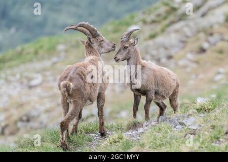 Schönes Porträt von Steinböcken (Capra ibex) Stockfoto