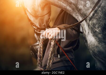 Ein Pferdezüchter in einem grauen Kapuzenpullover mit Helm und Peitsche in den Händen hält an einem sonnigen Tag ein getupptes graues Pferd am Bleiseil. Pferdesport. E Stockfoto