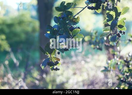Reife Aronia schwarze Beeren auf dem Baum. Aronia melanocarpa Pflanze. Stockfoto