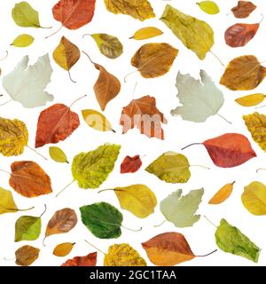 Gefallene trockene Blätter verschiedener Formen und Farben isoliert auf weißem Hintergrund. Nahtloses Muster Stockfoto