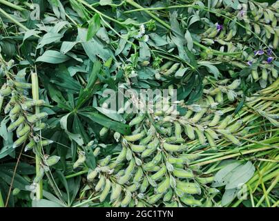 Schöne gemähene grüne lupinusblätter im Sommerpark Stockfoto