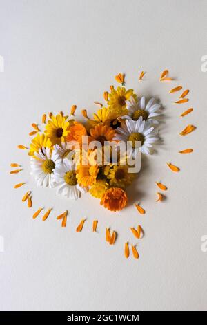 Blühend geformtes Herz aus der Nähe. Sommer bunte Gänseblümchen Blumen. Stockfoto