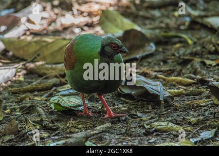 Ein Crested-Rebhuhn (Rollulus rouloul), auch bekannt als Crested-Wood-Rebhuhn, Roul-Rouge, rot-gekröntes Holz-Rebhuhn auf tiefem Walddschungel Stockfoto