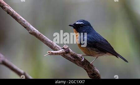 Natur Tierwelt Vogel Arten von Snowy gebräunt Fliegenfänger Barsch auf Zweig, der in Borneo gefunden wird Stockfoto