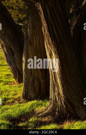 Calatañazor Wacholderwald in Soria bei Sonnenuntergang, Castilla y Leon, Spanien. Stockfoto