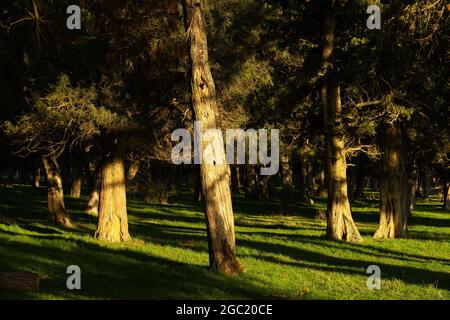 Calatañazor Wacholderwald in Soria bei Sonnenuntergang, Castilla y Leon, Spanien. Stockfoto