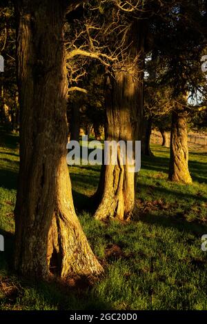 Calatañazor Wacholderwald in Soria bei Sonnenuntergang, Castilla y Leon, Spanien. Stockfoto