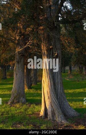 Calatañazor Wacholderwald in Soria bei Sonnenuntergang, Castilla y Leon, Spanien. Stockfoto