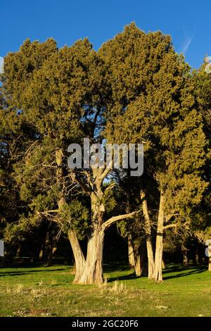 Calatañazor Wacholderwald in Soria bei Sonnenuntergang, Castilla y Leon, Spanien. Stockfoto