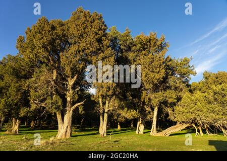 Calatañazor Wacholderwald in Soria bei Sonnenuntergang, Castilla y Leon, Spanien. Stockfoto