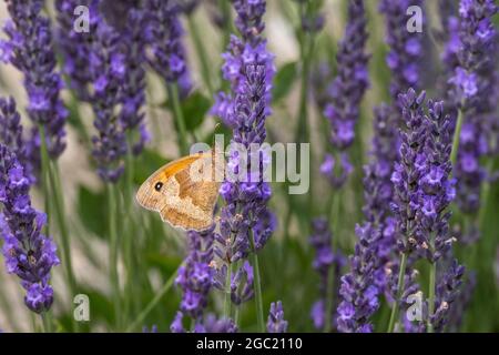 Kleiner Torwartschmetterling, der sich im Sommer auf einer Lavendelblüte ernährt Stockfoto