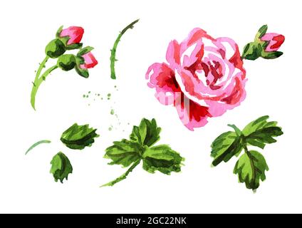 Dekorative Rosenblüten im Vintage-Stil. Handgezeichnete Aquarelldarstellung isoliert auf weißem Hintergrund Stockfoto