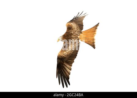 Nahaufnahme eines Roten Drachen im Flug vor klarem weißen Hintergrund, Großbritannien. Stockfoto