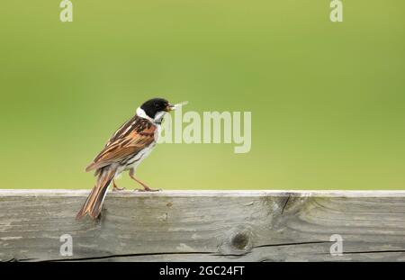 Nahaufnahme eines Schilfhalses mit einem Insekt im Schnabel im Rainham Marshes Nature Reserve, Großbritannien. Stockfoto