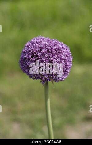 Shallow-Fokus-Aufnahme eines purpurnen Allium-Botschafters Stockfoto