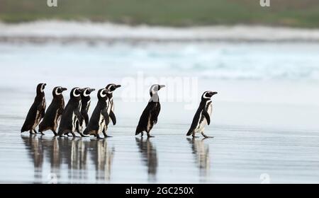 Magellanpinguine auf dem Weg ins Meer auf den Falkland-Inseln. Stockfoto