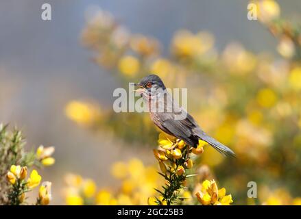 Nahaufnahme eines Dartford-Waldsänger in einem Ginsterbusch, Großbritannien. Stockfoto