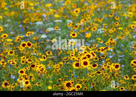 Wildblumenwiese mit attraktiven gelben Plains Coreopsis Blüten mit dunklen Farbzentren, auch bekannt als Coreopsis tinctoria. Stockfoto