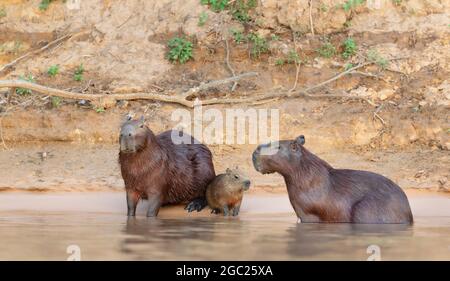 Familie von Capybaras an einem Flussufer, Süd-Pantanal, Brasilien. Stockfoto