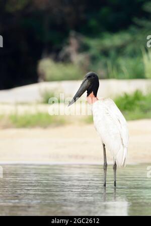 Nahaufnahme von Jabiru in Wasser, Pantanal, Brasilien. Stockfoto