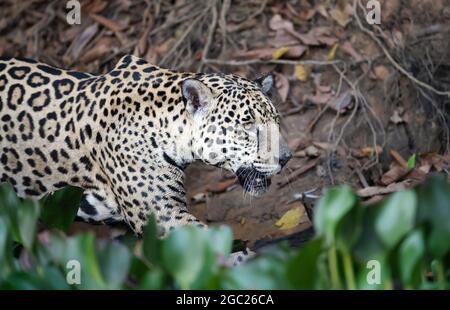 Nahaufnahme eines Jaguar an einem Flussufer, South Pantanal, Brasilien. Stockfoto