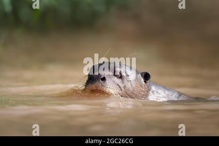 Nahaufnahme einer Riesenflussotter in einem Fluss, Pantanal, Brasilien. Stockfoto