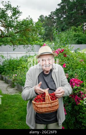 Ein alter Gärtner hält einen Korb mit roten Johannisbeeren in seinen Händen. Früchte wachsen im Stadtgarten. Aktives Alter. Arbeiten Sie an der frischen Luft. Vertikaler Rahmen. Stockfoto