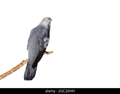 Gewöhnlicher Kuckuck, der auf einem Ast vor klarem weißen Hintergrund thront. Stockfoto