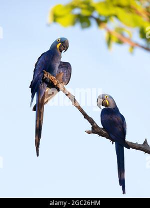 Nahaufnahme von zwei Hyazinth-Aras, die in einer Palme, Süd-Pantanal, Brasilien, thront. Stockfoto
