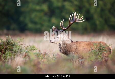 Porträt eines Rothirschhirsches mit Bracken auf Geweih während der Brunftzeit im Herbst, Großbritannien. Stockfoto