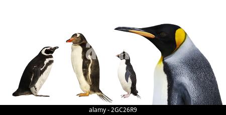 Nahaufnahme einer Magellanic, Gentoo, Rockhopper und Königspinguine auf einem klaren weißen Hintergrund. Stockfoto