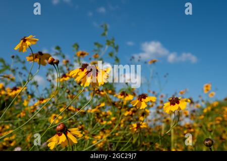 Wildblumenwiese mit attraktiven gelben Plains Coreopsis Blüten mit dunklen Farbzentren, auch bekannt als Coreopsis tinctoria. Blauer Himmel dahinter. Stockfoto