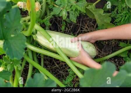 Nahaufnahme Hände eines kleinen Kindes pflückt eine frische Zucchini auf dem Bauernhof. Bio-Lebensmittel, Landwirtschaft, Gartenarbeit. Selbstgewachsene natürliche Nahrung Stockfoto