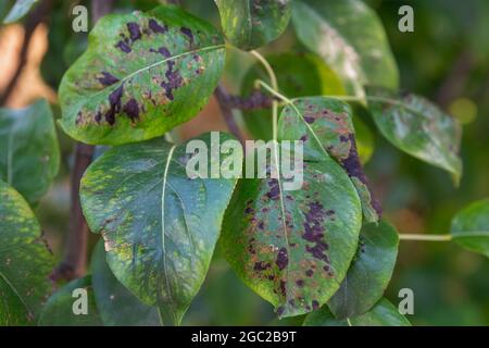 Eine Birne Blätter mit Blistermilbe oder Eriophyes pyri. Parasiten des Birnenbaums. Die Krankheiten der Obstbäume Stockfoto