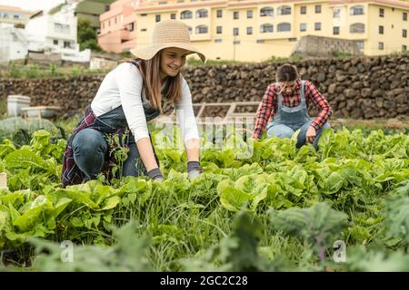 Reife weibliche Bauern arbeiten auf dem Land Ernte Salat - Farm Menschen Lifestyle-Konzept Stockfoto