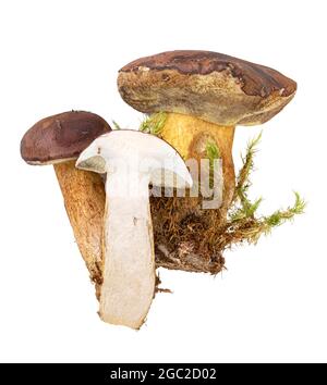 Frischer Wildpilz mit Moos auf Whita-Hintergrund. Beschneidungspfad Stockfoto