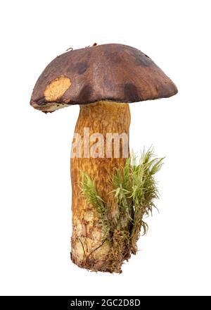 Frischer Wildpilz mit Moos auf Whita-Hintergrund. Beschneidungspfad Stockfoto