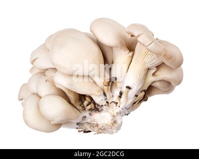 Frische Austernpilze auf Whita-Hintergrund. Beschneidungspfad Stockfoto