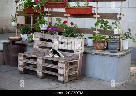 Obdachlose Katzenmutter mit einem Kätzchen auf Palettenbank. Ruheplatz mit Blumen in Töpfen. Schlafende graue Katze mit schwarz-weißen Kätzchen Stockfoto