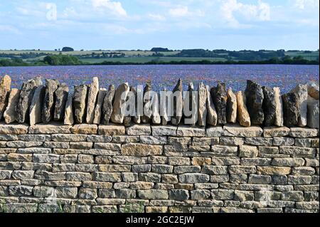 Blühende Leinsamen-Wiese in der Nähe des nördlichen Oxfordshire-Dorfes Great Rollright Stockfoto