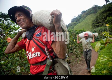 Erntarbeiter in der Hacienda San Alberto, der am meisten ausgezeichneten Kaffeeplantage in Kolumbien. Stockfoto