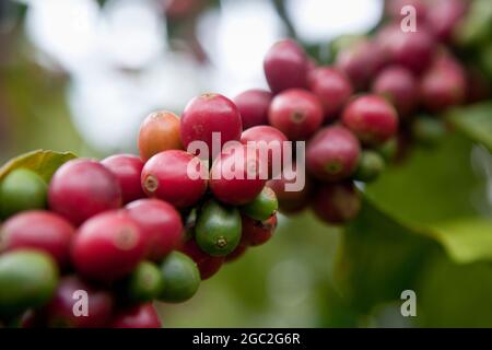 Frische Arabica-Kaffeekirschen vor der Ernte. Stockfoto