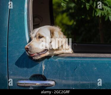 Golden Retriever Dog schaut aus dem Autofenster Stockfoto