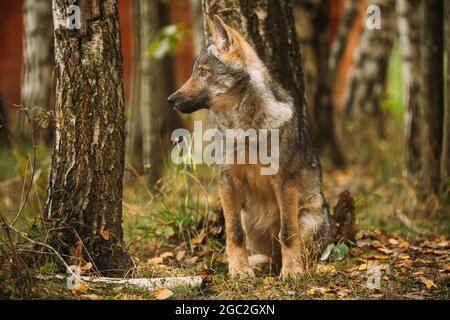 Weißrussland. Lustige Neugierige Cub Wolf, Canis Lupus, Grauer Wolf, Grauer Wolf Sitzen Im Freien Am Herbsttag. Porträt Des Welpen-Wolfes Stockfoto