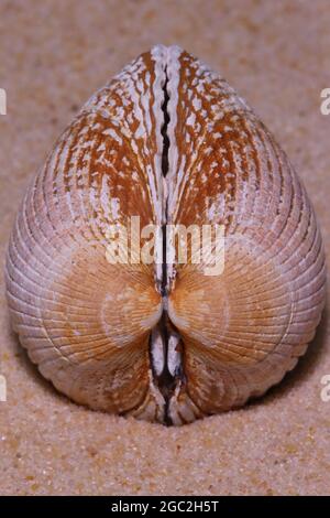Nahaufnahme einer Muschel auf dem Sand Stockfoto
