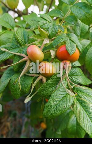 Hagebutten oder Früchte des japanischen Rose lateinischen Namens Rosa Rugosa Stockfoto