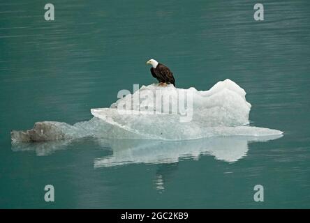 Ein Weißkopfseeadler sitzt auf einem Eisberg mitten im Glacier Bay National Park, Alaska. Stockfoto