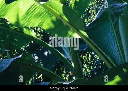 Blätter der Bananenpalme. Blätter des Regenwaldes. Tropische Natur Hintergrund. Stockfoto