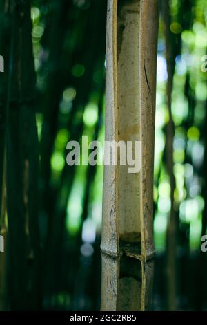 Bambusbäume in einem botanischen Garten. Bambus alten Stamm Stamm Stamm aus nächster Nähe. Leben und Tod Konzept Stockfoto